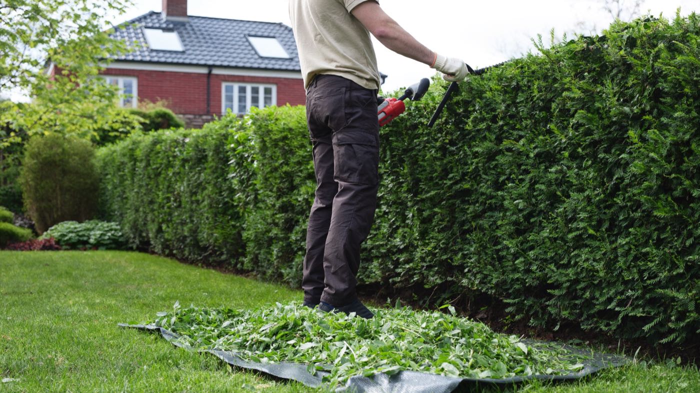 Gärtner schneidet eine lange grüne Hecke, der Grünschnitt fällt auf eine ausgelegte Plane im Rasen