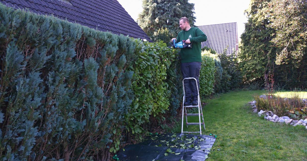 Ein Teammitglied von MM Dienstleistungen schneidet von einer Leiter aus eine hohe Hecke, das Schnittgut liegt auf einer Plane
